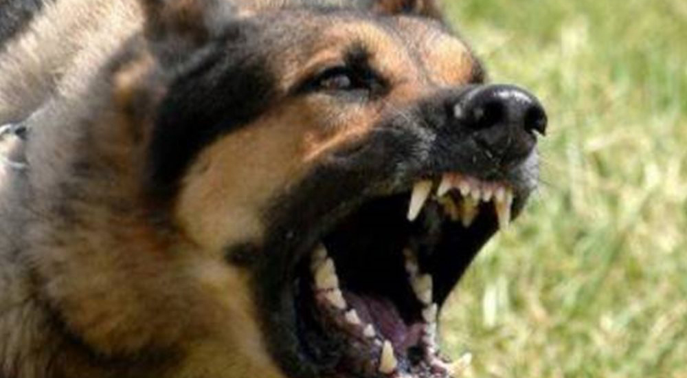 Σκύλος δάγκωσε 36 χρονο