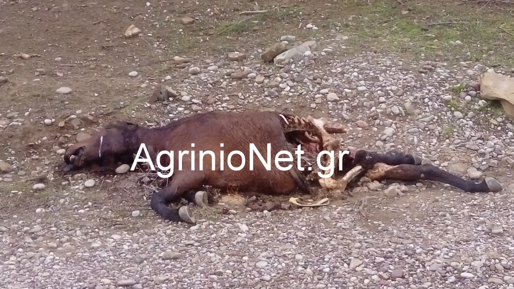 Στράτος Αιτωλ/νιας “Έγκλημα, σκότωσαν δυο άγρια άλογα του Πεταλά”