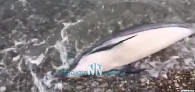 ΝΑΥΠΑΚΤΟΣ:Αγωνιώδεις προσπάθειες διάσωσης νεαρού δελφινιού δίπλα στην άψυχη μητέρα του