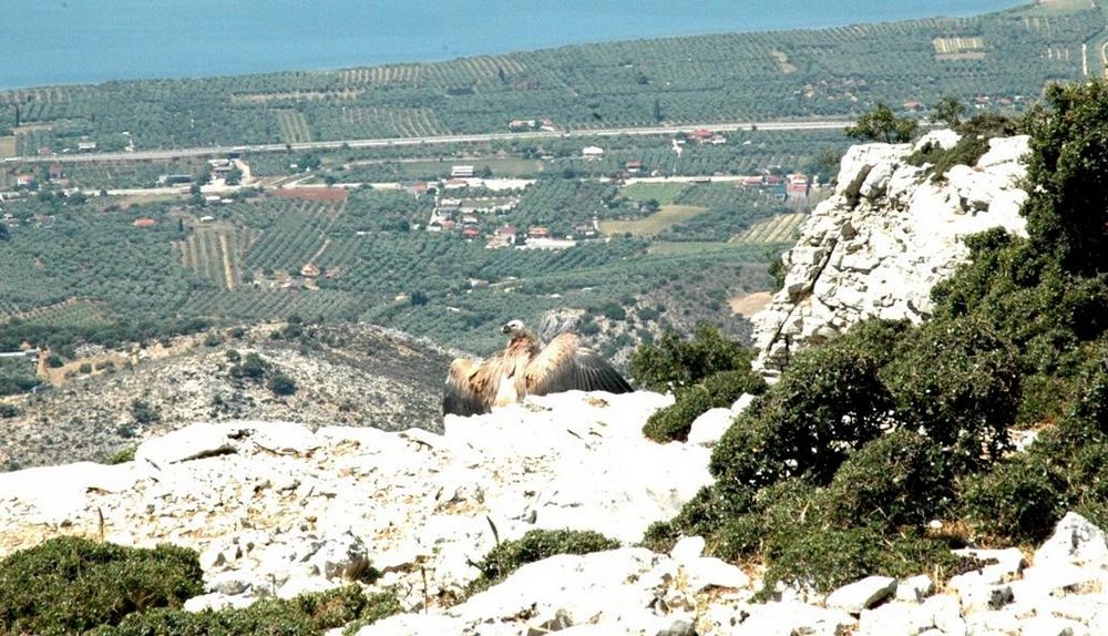 Ο επαναπατρισμός του γύπα «Αλέξη»