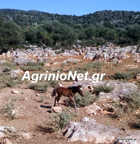Απερίγραπτη η ομορφιά των άγριων αλόγων του Πεταλά