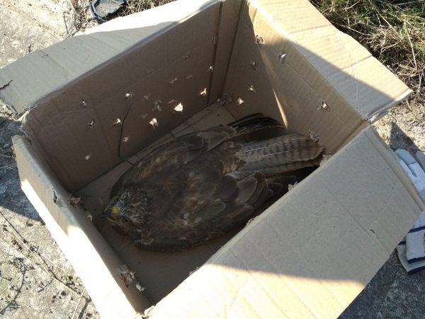 Επιτυχής Διάσωση Τραυματισμένου Αρπακτικού