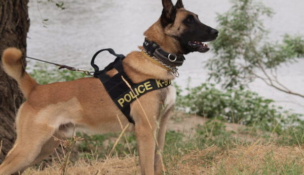 Αστυνομικός σκύλος εντόπισε ηρωίνη