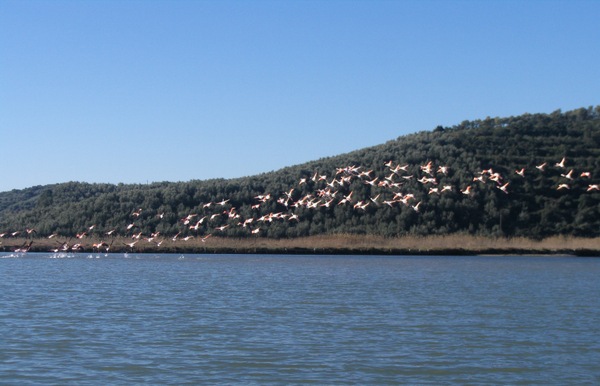 Δικτύωση του Φορέα Διαχείρισης Λιμνοθάλασσας Μεσολογγίου – Ακαρνανικών Ορέων με το Φορέα Διαχείρισης Αμβρακικού Κόλπου – Λευκάδας για τις Χειμερινές Καταμετρήσεις Υδρόβιων Πουλιών 2020