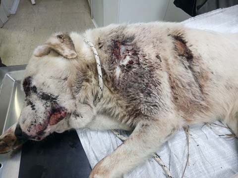 Σοκ στη Νεάπολη: Πυροβόλησαν στο πρόσωπο και το σώμα σκύλο! (ΔΕΙΤΕ ΦΩΤΟ)