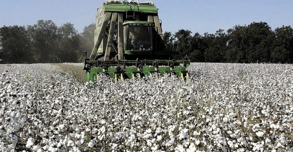 «ΑΥΞΗΣΗ ΑΞΙΑΣ ΒΑΜΒΑΚΟΚΑΛΛΙΕΡΓΕΙΑΣ»