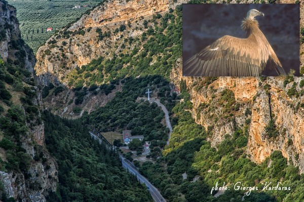 Οι γύπες, ο Αράκυνθος και  τα Στενά της Κλεισούρας.  Πρόταση για την Προστασία, Διατήρηση και Ανάδειξή τους.