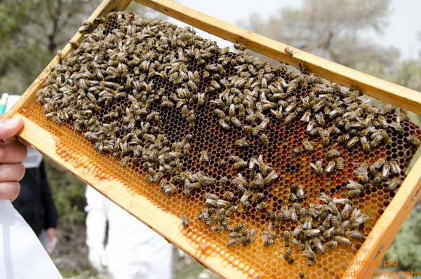 ΣΕΜΙΝΑΡΙΟ ΜΕΛΙΣΣΟΚΟΜΙΑΣ