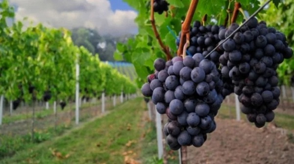 Υποβολή αιτήσεων για το Πρόγραμμα Αναδιάρθρωσης και Μετατροπής Αμπελουργικών Εκτάσεων 2020-2021