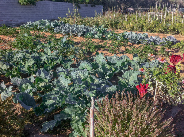 Έναρξη ανοιξιάτικων καλλιεργειών στον Δημοτικό Λαχανόκηπο Αγρινίου