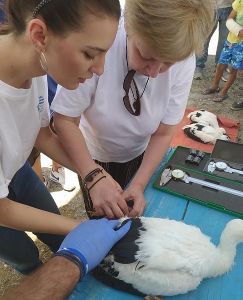Με επιτυχία η ετήσια δακτυλίωση πελαργών