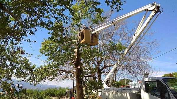 Π.Τσόπελας: «Η νέκρωση του φυλλώματος του πλατάνου  δεν οφείλεται σε προσβολή του από μεταχρωματικό έλκος»