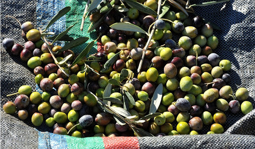 Εληές Καλαμών: Μαντζούνια αντί για λύσεις