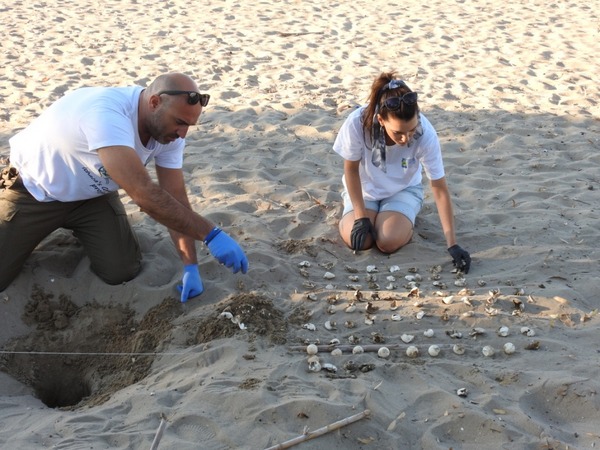 «Γεννητούρια χελωνών Carettaσε Λούρο και Κοκκάλα. 193 χελωνάκια Carettacarettaαπό δυο φωλιέςτου Εθνικού Πάρκου Λιμνοθαλασσών Μεσολογγίου-Αιτωλικού»