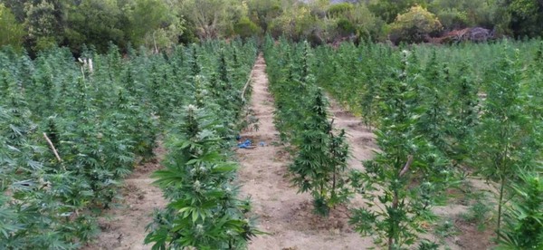 Εγκληματική οργάνωση πίσω από τη χασισοφυτεία στο Παναιτωλικό όρος (ΦΩΤΟ + VIDEO)