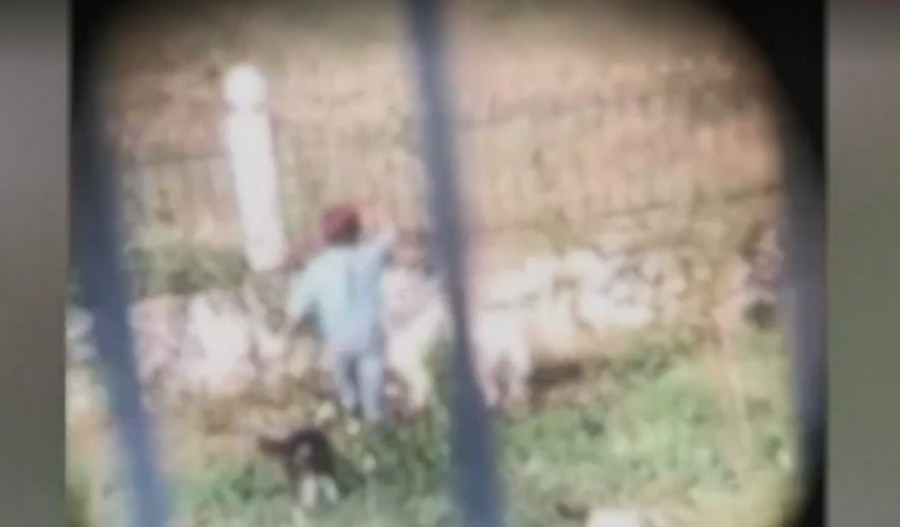 Αγρίνιο! Κακοποιεί τα σκυλιά της και τα αφήνει να… φάνε το ένα το άλλο!