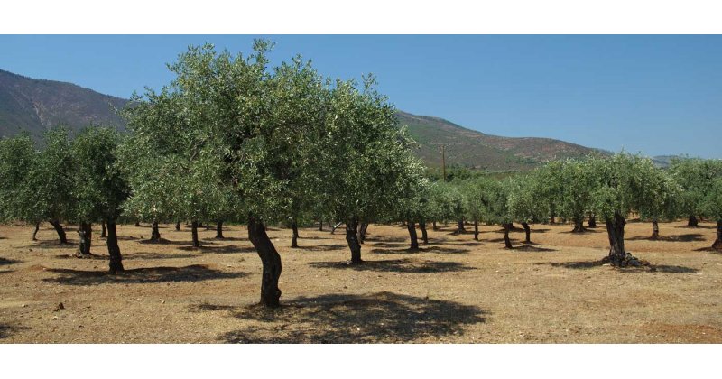 Δυο μέτρα και δυο σταθμά για κορονοενίσχυση: Διόρθωση με λαδολιά, στο περίμενε η Καλαμών