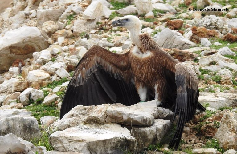 Οι αγωνιστές του 1821 εμπνέουν μια νέα απελευθέρωση στο Μεσολόγγι