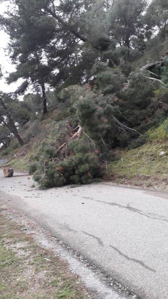 Συνεχίζονται και φέτος ο καθαρισμός και η κοπή δέντρων στο Κάστρο Ναυπάκτου