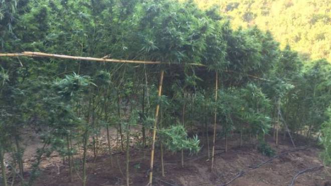 Ναυπακτία: Εντοπίστηκε μεγάλη χασισοφυτεία – Ελικόπτερο της ΕΛ.ΑΣ. ερεύνησε την περιοχή (video)