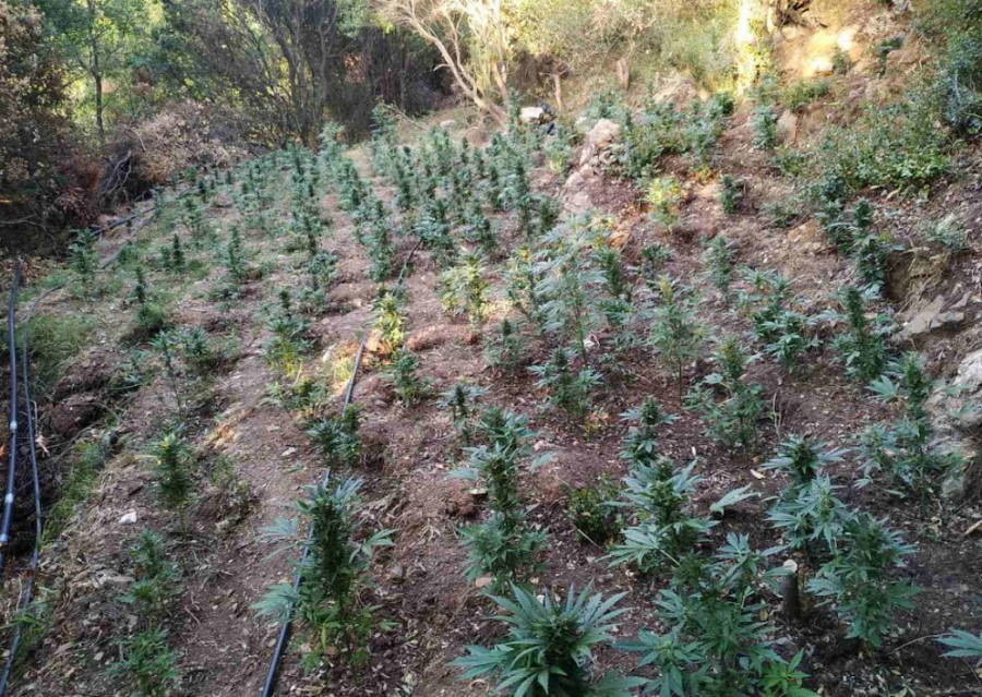 Αγρίνιο: 61 δενδρύλλια κάνναβης εντοπίστηκαν στη Νεάπολη