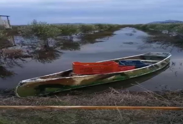Γιώργος Βαρεμένος:  Παγκόσμια πατέντα η συγκομιδή εληών με …κανώ στις Οινιάδες!