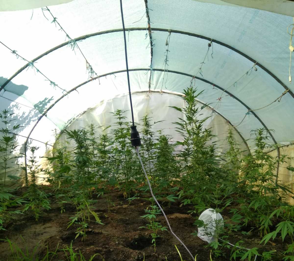 Αγρίνιο: καλλιεργούσε δενδρύλλια κάνναβης και συνελήφθη