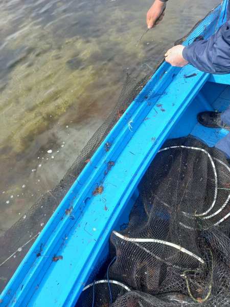 Έλεγχοι στη λιμνοθάλασσα έβγαλαν “νταούλια”