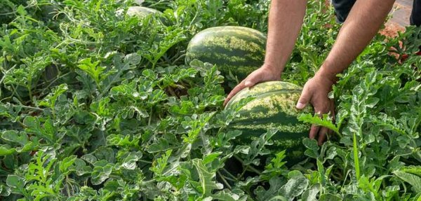 ΙΝΚΑ: 800% επάνω το καρπούζι από το χωράφι στο καλάθι – Τι είπε στον “Δυτικά Fm” για την ακρίβεια ο Γ. Λεχουρίτης (ηχητικό)