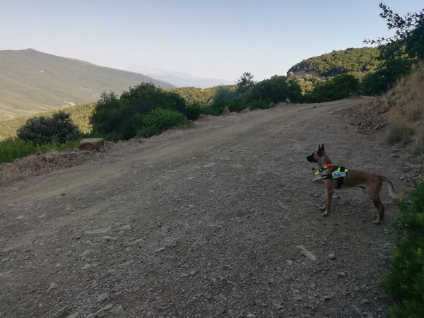 Ο «Brando» στην Ομάδα Ανίχνευσης Δηλητηριασμένων Δολωμάτων στο Εθνικό Πάρκο Λιμνοθαλασσών Μεσολογγίου – Αιτωλικού