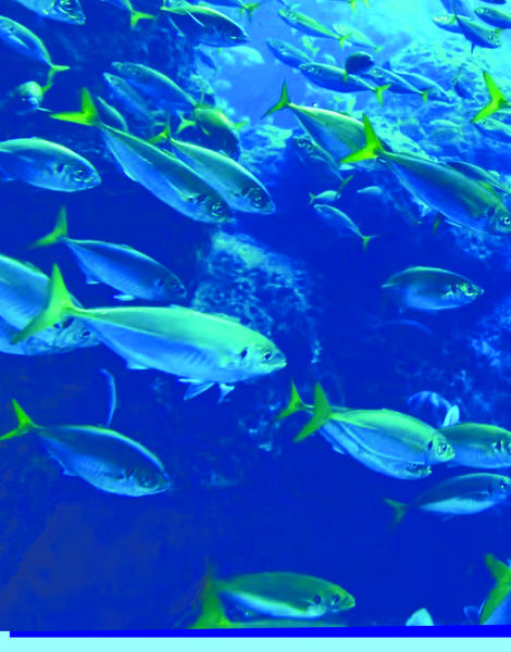 Την Τρίτη 30 Αυγούστου η τελική εκδήλωση του ARIELPLUS