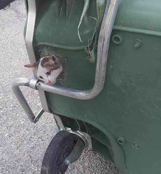Αγρίνιο: Πλήρωμα απορριμματοφόρου έσωσε γατάκι από τα χειρότερα