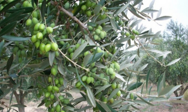 Ξεκινούν την Παρασκευή δολωματικοί ψεκασμο  για τον δάκο της ελιάς στην ΠΕ Αιτωλοακαρνανίας