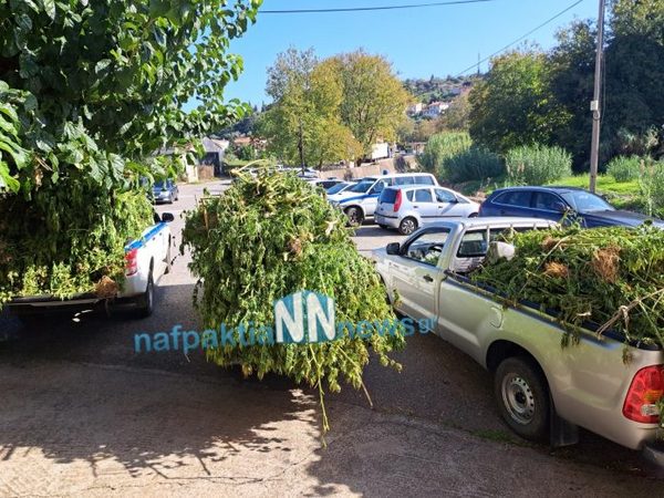 Ναυπακτία: Χασισοφυτεία με περισσότερα από 1000 δενδρύλλια