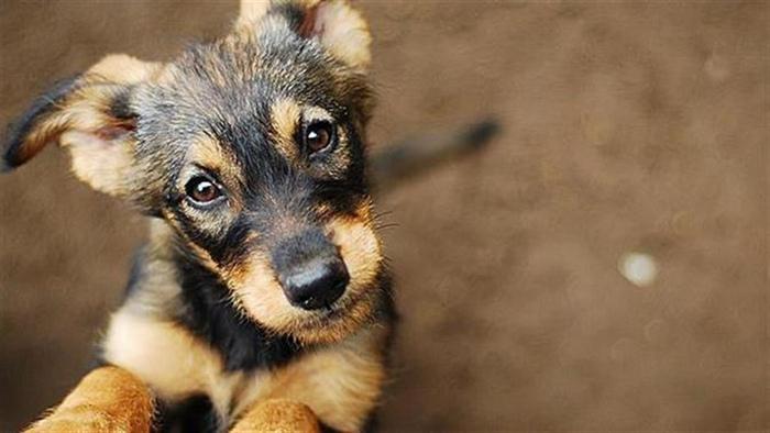 Ναύπακτος: Στις 6 Ιουλίου μπορείς και εσύ να υιοθετήσεις ένα ζώο συντροφιάς!   