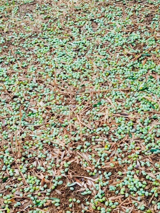 Επικοινωνία Θ. Παπαθανάση με ΕΛΓΑ για τις ζημιές στις ελιές από το χαλάζι