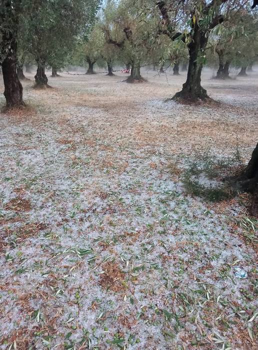 Στήριξη από την Πολιτεία ζητά ο Περιφερειάρχης, Ν. Φαρμάκης, για τις ζημιές στις καλλιέργειες από χαλάζι στην Π.Ε. Αιτωλοακαρνανίας