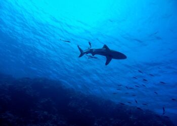 Γεμάτες από καρχαρίες και σαλάχια οι ελληνικές θάλασσες – Σε ποιες περιοχές έχουν εντοπιστεί