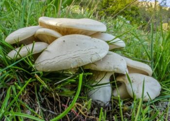 Πήγαν για προσκύνημα και έφυγαν με δηλητηρίαση!