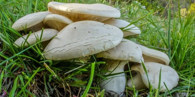 Πήγαν για προσκύνημα και έφυγαν με δηλητηρίαση!