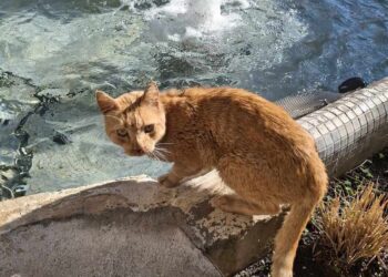 Αγρίνιο: ένας τζίντζερ γάτος πονηρός και πανέξυπνος