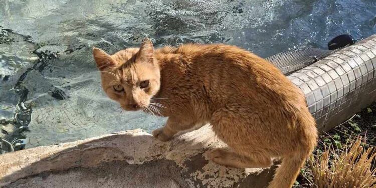 Αγρίνιο: ένας τζίντζερ γάτος πονηρός και πανέξυπνος