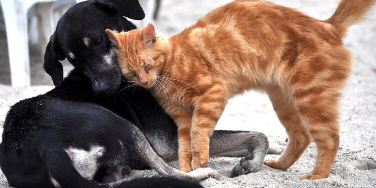 Πάνος Μαρνέζος: πάνω από 43 χιλ ευρώ για τα αδέσποτα