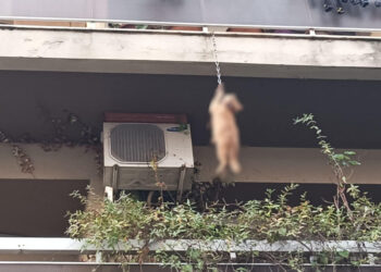 Αγρίνιο: Δύο συλλήψεις για το κρεμασμένο γατάκι – Το εγκατέλειψαν στο Δοκίμι