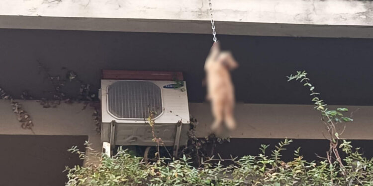 Αγρίνιο: Δύο συλλήψεις για το κρεμασμένο γατάκι – Το εγκατέλειψαν στο Δοκίμι