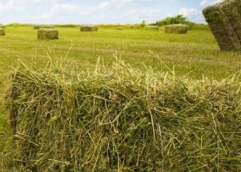 Πωλείται Τριφύλλι!