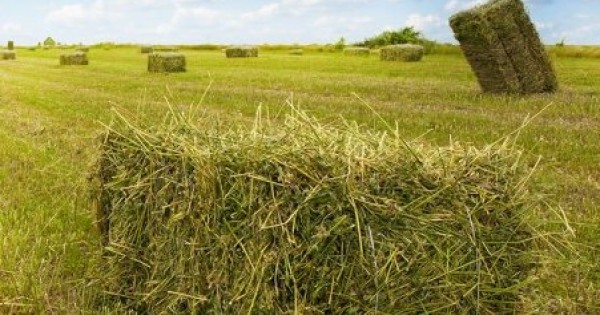 Πωλείται Τριφύλλι!