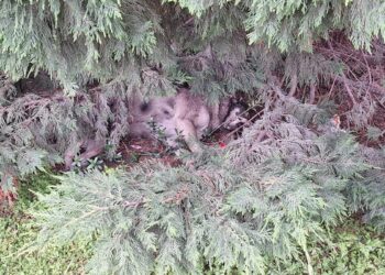 Αγρίνιο: Άγνωστοι φόλιασαν τα δυο σκυλιά του ΚΤΕΛ