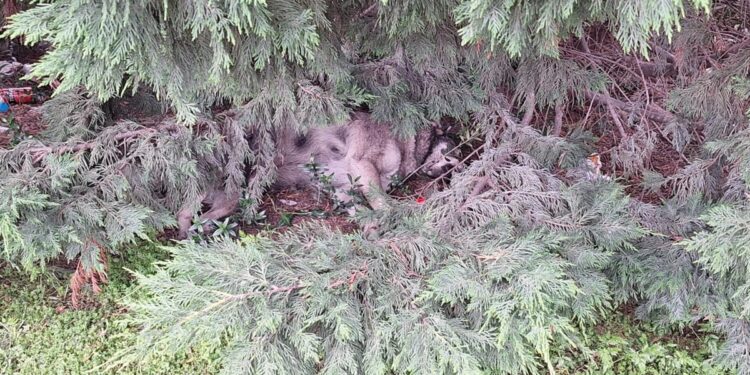 Αγρίνιο: Άγνωστοι φόλιασαν τα δυο σκυλιά του ΚΤΕΛ