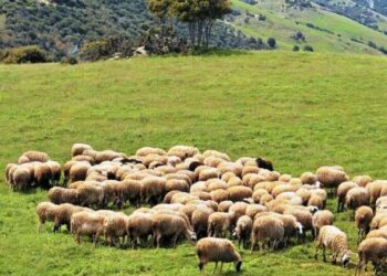 Π.Δ.Ε: Ο Ν. Φαρμάκης επικοινώνησε με το υπ. Αγροτικής Ανάπτυξης για τους κτηνοτρόφους του Ξηρομέρου. Τι λέει ο Γ. Κοντογιάννης για την Ευρωπαϊκή Οδηγία